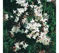 semi di gelsomino profumati, di da balcone da interno rampicanti recisi serre balcone in vaso, esotiche serra interna varietà 10pcs