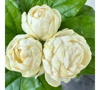 semi di gelsomino profumati, primavera giardino da balcone a precoce 300pcs