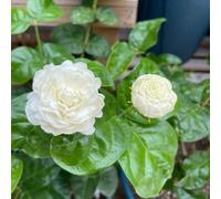 semi di gelsomino profumati, resistenti da giardino, d'appartamento esotiche balcone primavera 30pcs