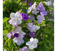 Semi di gelsomino - resistenti esotiche balcone per giardinieri di varietà antiche semi come bomboniera resistenti per giardini 50pcs