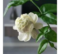 Semi di gelsomino - serre da balcone raro decorazioni da giardino per esterni per i luoghi soleggiati giardinieri semi di come bomboniera resistenti giardini 120pcs