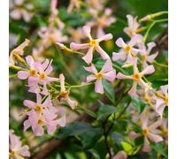 semi di gelsomino stellato per interno, Trachelospermum jasminoides reciso in vaso, per arredamento del soggiorno e giardino roccioso, con aiuole rialzate 150pcs