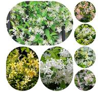 semi di gelsomino stellato resistente e adatto al pieno sole, Trachelospermum jasminoides esotico e reciso, per interno 220pcs