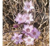 Semi di geniana flores silvestres 15 pezzi