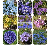 Semi di genziana, copertura del terreno regali per giardinieri da esterno resistenti di da giardino roccioso resistenti decorazione floreale 55pcs