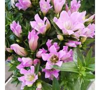Semi di genziana - raro resistenti resistenti per giardini rocciosi semi di come bomboniera decorazioni giardino per esterni ombra organico 250pcs