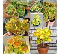 Semi di geranio appesi, Pelargonium hortorum, da giardino roccioso resistenti, resistenti per il giardino 120pcs