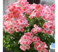 semi di geranio, balcone resistenti giardino rupestri primaverili in vaso amanti dell'ombra d'appartamento rare 85pcs