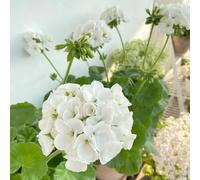 semi di geranio - balcone resistenti rupestri estivi in vaso selvatici d'appartamento rare giardino roccioso per esterni 65pcs