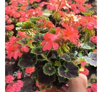 semi di geranio di interni giardino di interni tagliati decorativi giardino del balcone reali prato selvatico, autunno, perenne 40pcs