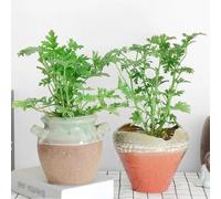 Semi di geranio limone,balcone serra,giardino interno resistenti per il giardino,colorate decorazione per ufficio 60pcs