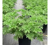 Semi di geranio limone, da cucina Pelargonium graveolens, semi di aromatiche, da balcone semi per aiuole rialzate per giardino 20pcs