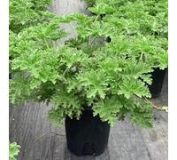 Semi di geranio limone,decorazione per ufficio,lungo periodo di per un da balcone,per luoghi soleggiati da giardino,150pcs