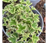 semi di geranio limone - giardino in vaso estremamente resistenti balcone 35pcs