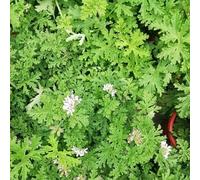 semi di geranio limone - giardino in vaso resistenti esotiche balcone 200pcs