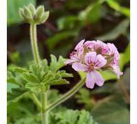 Semi di geranio limone, Pelargonium graveolens, giardino aromatiche, biologici semi di selvatiche 180pcs