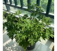 semi di geranio limone - perenni esotiche resistenti giardino in vaso estremamente 250pcs
