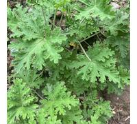 semi di geranio limone reale prato selvaggio, semina autunno, perenne resistente all'aperto verdi, giardino interno 85pcs