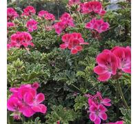 Semi di geranio limone, semi da giardino Pelargonium graveolens, semi di aromatiche rare esotici balcone 30pcs