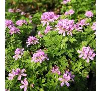 Semi di geranio limone,semi di geranio profumato,facile da piantare resistenti per il giardino,colorate da balcone 80pcs