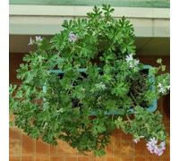 Semi di geranio limone, semi di medicinali Pelargonium graveolens, semi di aromatiche, rare balcone giardino 80pcs