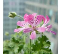Semi di geranio limone, semi per aiuole rialzate Pelargonium graveolens, verdi giardino aromatiche semi biologici da giardino roccioso 100pcs