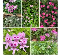 Semi di geranio limone, sul balcone Pelargonium graveolens, resistenti per il giardino 120pcs