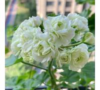 Semi di geranio, per giardinieri serre balcone di varietà antiche semi selvatici decorazione per i luoghi soleggiati 190pcs