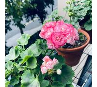 semi di geranio perenne, resistenti per balconi, balcone resistenti esotici del balcone letto elevato semi di prato 10pcs