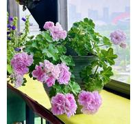 semi di geranio perenne, semi giardino per uomini, balcone letto soffitto alto verde 30pcs