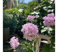 semi di geranio perenne, semi soffitto verde balcone resistente del balcone letto elevato prato 350pcs