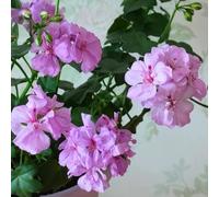 semi di geranio perenni - vecchie varietà resistenti invernale giardino decorazione balcone soggiorno 60pcs