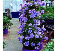 Semi di geranio rampicante freschi 100 pezzi Generic per piantare blu