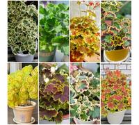 Semi di geranio - resistenti per il giardino Pelargonium hortorum - biologici vecchie varietà esotiche decorazione da giardino 100pcs