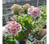 semi di geranio Vecchie varietà resistenti biologici per esterno in vaso Aiuole rialzate il giardino decorazioni esterni 150pcs