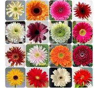 Semi di gerbera, da giardino del semi di selvatici resistenti per il giardino decorazione da giardino per esterni 700pcs