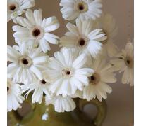 Semi di gerbera, Gerbera jamesonii, resistenti all'esterno Le perenni sono decorazione semi di campo 80pcs