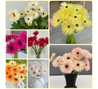 Semi di gerbera, Gerbera jamesonii, semi di come per gli ospiti resistenti per il giardino autunnali 200pcs