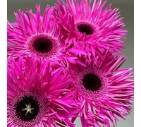 Semi di gerbera, Gerbera jamesonii, semi di copertura del terreno resistenti semi di come per gli ospiti resistenti per il giardino 400pcs