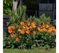 Semi di gerbera perenne perenne resistente che copre il terreno Decorazione balcone resistente di giardino prato semi 10pcs