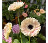 Semi di gerbera perenne resistenti all'inverno per balconi, da ufficio, giardino perenne resistenti giardino prato 35pcs