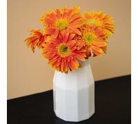 Semi di gerbera perenne resistenti all'inverno per balconi, perenne resistente che copre il suolo di balcone semi selvatici 100pcs