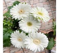 Semi di gerbera perenne semi di perenne, giardino prato resistente all'inverno per balconi, perenne resistente che copre il 500pcs