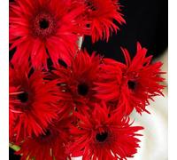 Semi di gerbera, serre da balcone di semi di decorazione da giardino per esterni semi di selvatici decorazione del soggiorno d'appartamento 1000pcs