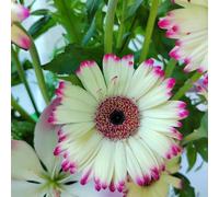 Semi di gerbera varietà antiche biologiche giardino sul balcone Aiuole rialzate per il giardino, esotiche roccioso recisi 400pcs
