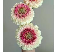 semi di gerbera - Vecchie varietà resistenti recisi balcone decorazioni giardino per esterni Aiuole rialzate per il giardino roccioso resistenti il 450pcs