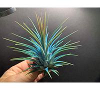 Semi di Germinazione: Arancione Palacea: colour Tillaia is improved. Will not fade Seeds ONLY