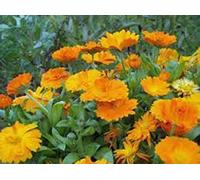 Semi di GERMINAZIONE: Calendula BIO 50 GRAINES Frisch geernteten, schöne lebendige d'Or Blooms