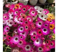 semi di ghiaccio giardino recisi esterno resistenti in vaso 350pcs