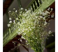 semi di ghissofila perenne decorativo di primavera giardino rocce resistenti, resistenti per giardino, perenni 550pcs